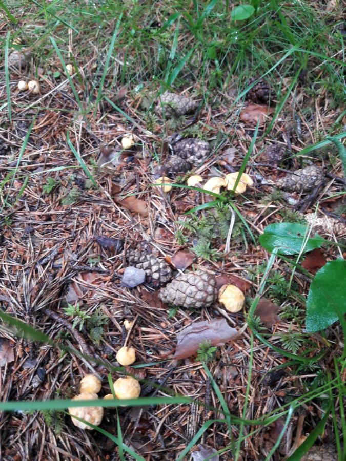 Sommeralmhuette Sankt Kathrein am Offenegg Bagian luar foto